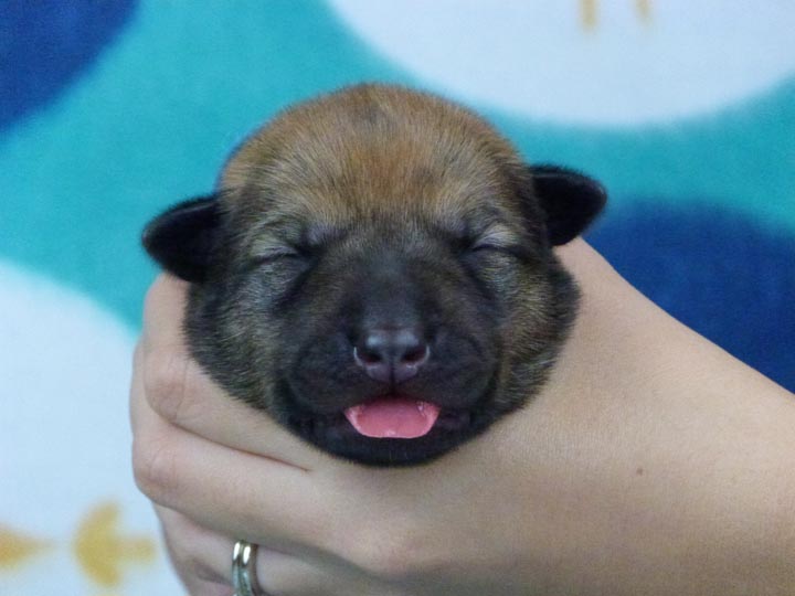 chinook puppy
